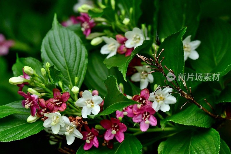 Weigela coraeensis花